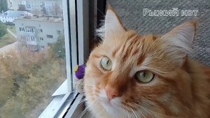 факты о рыжих котах | рыжий кот | факты