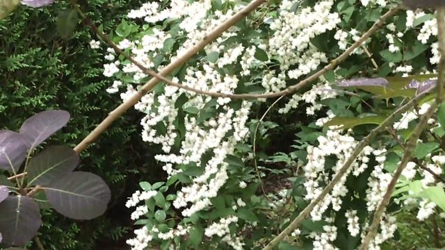 Deutzie Deutzia 'scabra Plena' Les confettis fleuris et parfumés. смотреть онлайн