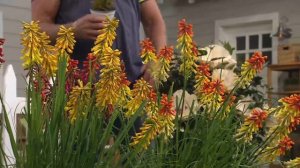 Cottage Farms 3-piece Everblooming Torch Lilies on QVC