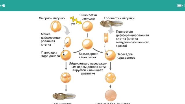 Эксперимент №29 из Campbell для ЕГЭ - Клонирование животных и растений. Полный разбор темы для ЕГЭ