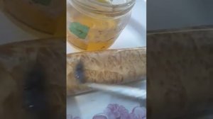 РУКОЯТЬ ДЛЯ ЯКУТСКОГО НОЖА ИЗ КАПА.РОЖДЕНИЕ РИСУНКА.