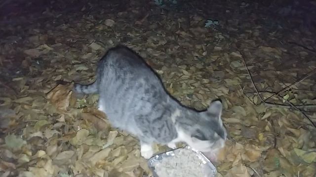 Кормящая с острова (котят пока прячет) смотреть онлайн