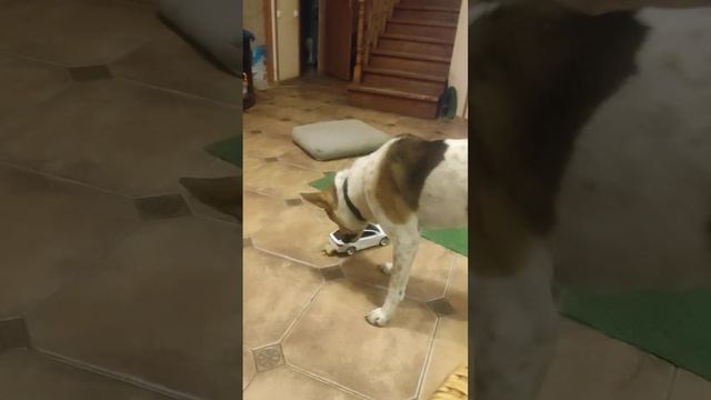 Доставка еды! #shortsvideo #dogs смотреть онлайн