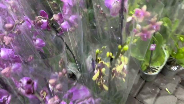 Обзор Орхидей ( Одесса садовый центр ) смотреть онлайн