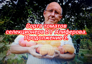 Сорта томатов селекционера В Г Алиферова. Продолжение 3.