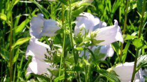 🌷🌴My lovely purple and lavender Canterbury Campbell Campanula Bellflowers🌴🌷