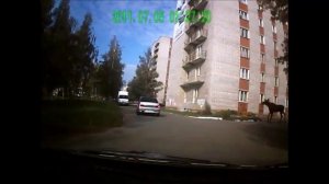 Сохатый спокойно убивает человека ударом переднего копыта. В Перми бродит лось...