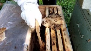Два роя в один улей! Two swarms of bees in one hive!
