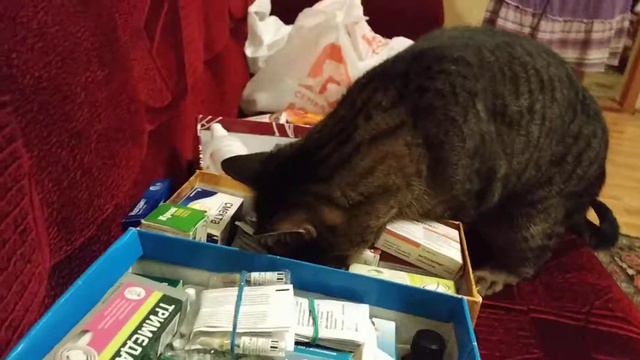 Кот нашёл валерьянку))) смотреть онлайн