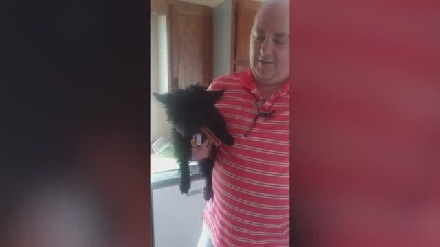 Смешные питомцы #8 смотреть онлайн