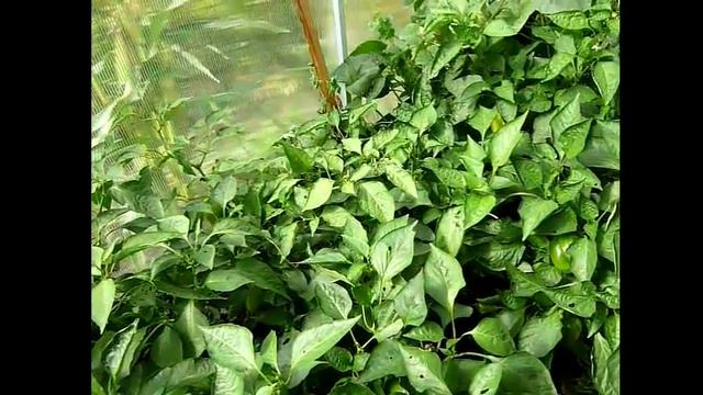 Перец– выращивание  особенности ухода, посадка перца  Обзор перца сладкого/болгарского в августе