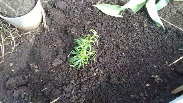 Посадка Лилии весной . смотреть онлайн