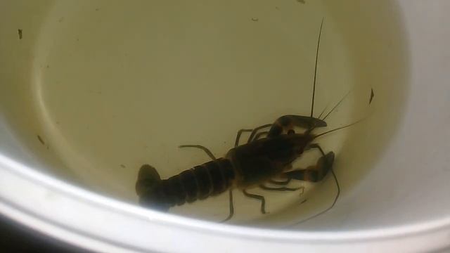 Признаки линьки рака. В описании ролик ранее сама линька АККР. смотреть онлайн