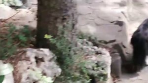 Котики пансионата Морской бриз в Гурзуфе #кот #гурзуф2021 #крым