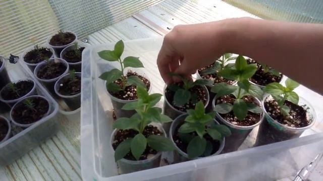 16.РЕЗУЛЬТАТ ЛЕЧЕНИЯ ГОРТЕНЗИЙ ОТ ХЛОРОЗА БЕЗУМНО ПОРАДОВАЛ-ШИКАРНЫЙ СПОСОБ!ПРИТЕНЯЮЩАЯ СЕТКА СУПЕР