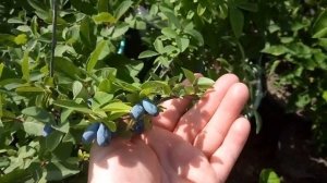 Выращивание плодово-ягодных растений в контейнерах