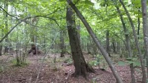 Притравка (первый показ зверя) молодых лаек на кабана.