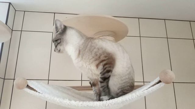 Котик умывается после сна смотреть онлайн