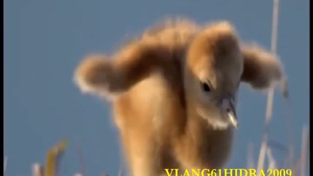 LA NOSTRA AMATA TERRA... смотреть онлайн