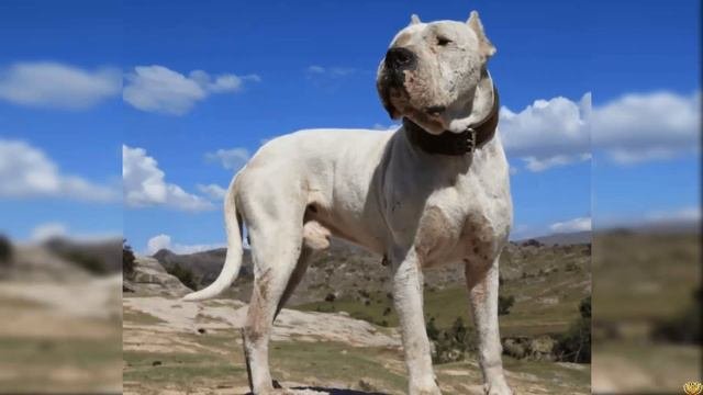 pakistani bully dog - Google Search Large dog breeds, Bully dog, Beautiful dogs