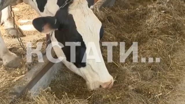 Проект «Эффективная губерния» стартовал в сельском хозяйстве Нижегородской области смотреть онлайн