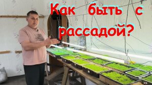 Рассада ТАБАКА. С батареи на стеллаж под ПОДСВЕТКУ. Наша жизнь в деревне.