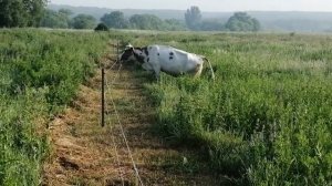 Универсальный электропастух для с/х животных