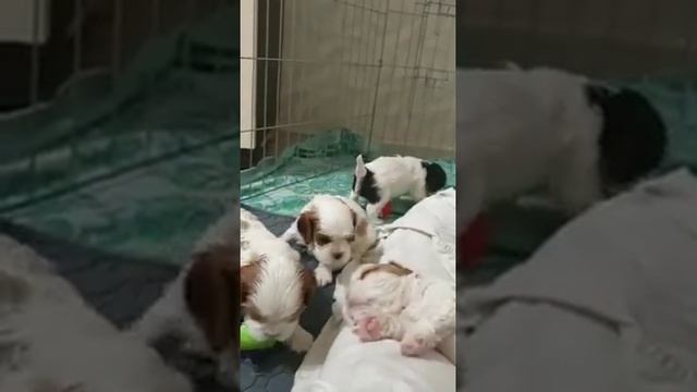 Кавалер кинг чарльз спаниель  1 месяц