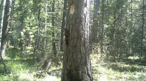 Животные в дикой природе. Белка