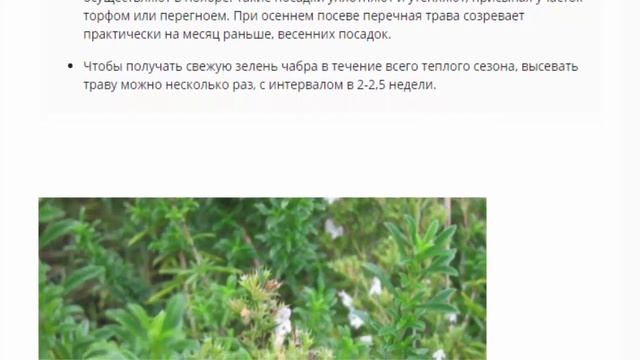 Чабер, посадка и уход