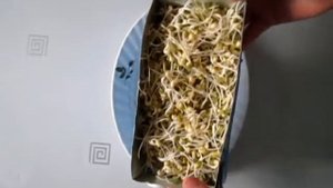 Как прорастить маш в тетрапакете