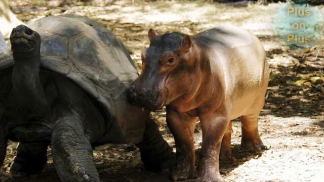 ТОП 5 НЕВЕРОЯТНЫХ историй дружбы диких животных смотреть онлайн