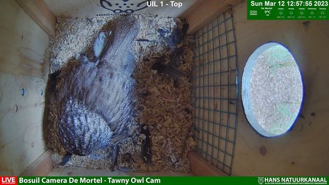 LIVE?3 EGGS BREEDING?Tawny Owl Camera De Mortel (Bosuil) day stream смотреть онлайн