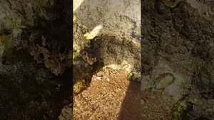 Обзор пляжа в отеле Шарм Плаза, нет пологого захода в воду, вход в море только с пантона!