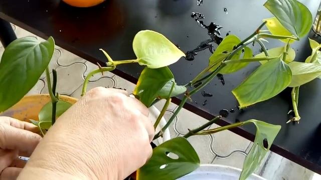 Комнатные цветы. Пересадка комнатных растений .