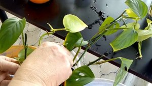 Комнатные цветы. Пересадка комнатных растений .