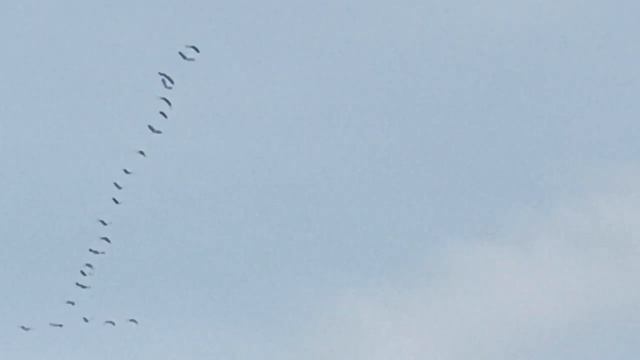 Птицы улетают из Новосибирской области (Октябрь месяц) смотреть онлайн