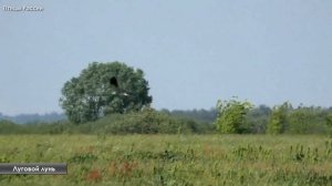 Голоса 15 луговых птиц / Мини-определитель (Птицы России) #ГолосаПтиц #Birdsong