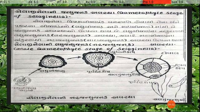 Gametophytic stage of Selaginella смотреть онлайн