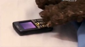 Моя история Человек дерево
