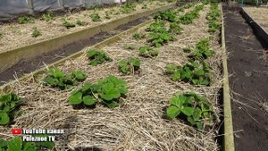 КЛУБНИКИ БУДЕТ В 10 РАЗ БОЛЬШЕ ЕСЛИ СДЕЛАТЬ ЭТО ВЕСНОЙ