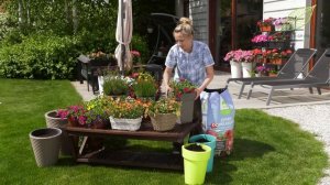 Calibrachoa - mini petunie. Odmiany, sadzenie i pielęgnacja. Kompozycje na balkon i taras