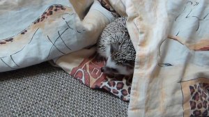 КАК ИГРАТЬ С ЕЖОМ? Игры с Чижуней...учим биологию)