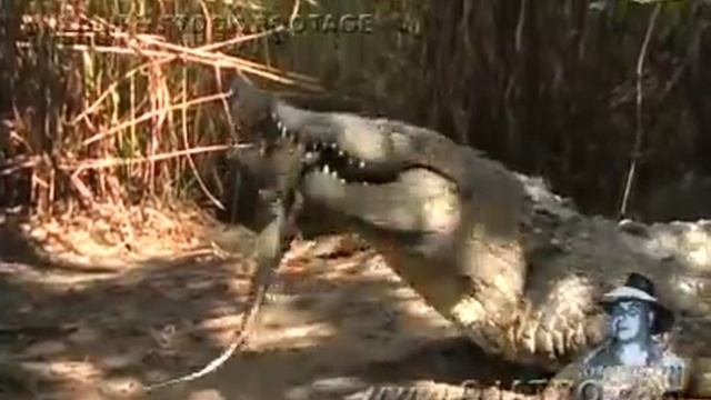Crocodile Attack 02 Crocodile Vs Alligator