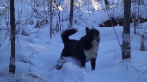 Лайки.Будни охотника.По следам соболя.Часть № 2