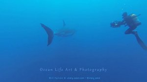 Большая Белая акула / Great White Shark and Divers