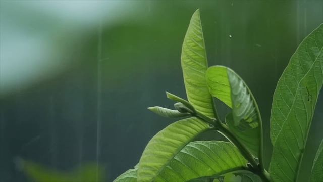 УСПОКАИВАЮЩИЕ ЗВУКИ ДОЖДЯ ДЛЯ СНА ۞ смотреть онлайн