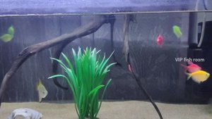 glow fish | tetra glow fish in aquarium | all about Tetra glow fish and care guide #fish #glowfish