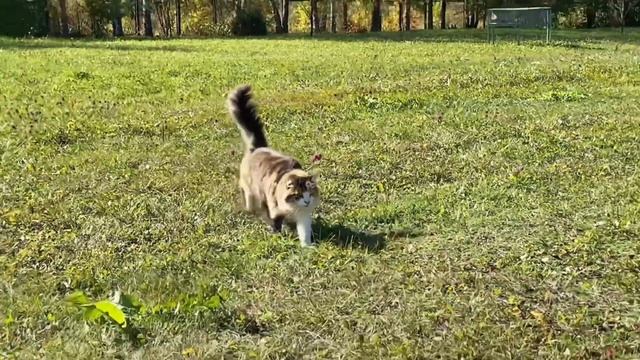 Драйв на Порше 911/ Путешествие по золотому кольцу России/ Суздаль- Владимир смотреть онлайн