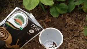 Как бороться со слизнями и улитками ???